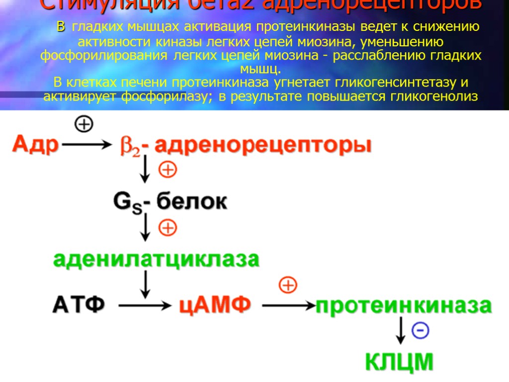 Стимуляция бета2 адренорецепторов В гладких мышцах активация протеинкиназы ведет к снижению активности киназы легких